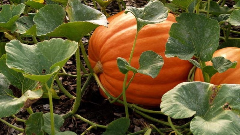 When to harvest pumpkins in the Moscow region and how to do it correctly: features of growing and harvesting