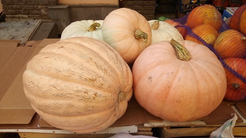 When to harvest pumpkins in the Moscow region and how to do it correctly: features of growing and harvesting
