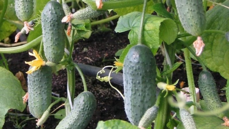 Disease-resistant and easy-to-care cucumbers Buyan f1 from Russian breeders