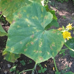 Disease-resistant and easy-to-care cucumbers Buyan f1 from Russian breeders