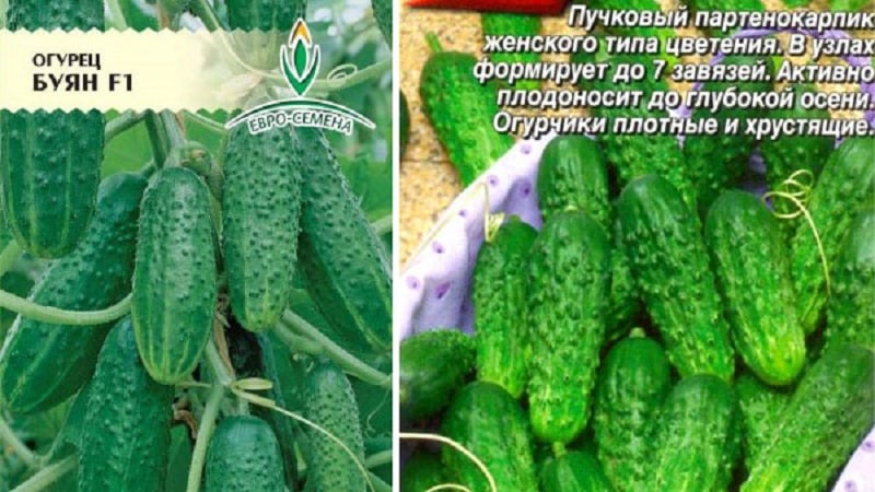 Disease-resistant and easy-to-care cucumbers Buyan f1 from Russian breeders