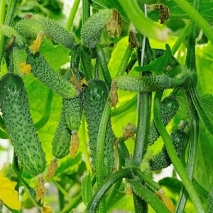 Disease-resistant and easy-to-care cucumbers Buyan f1 from Russian breeders