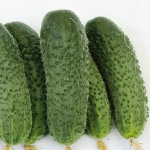 Disease-resistant and easy-to-care cucumbers Buyan f1 from Russian breeders