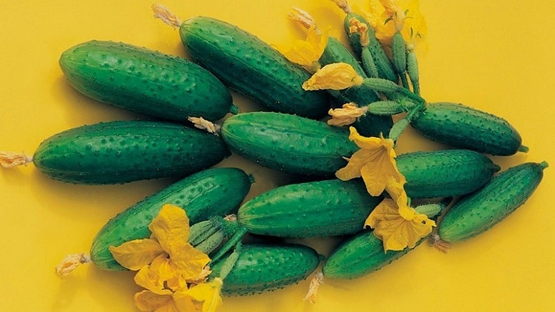 Disease-resistant and easy-to-care cucumbers Buyan f1 from Russian breeders