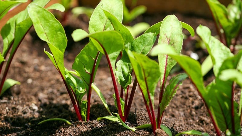 Beetroot grows poorly - how to feed it: determine the lack of microelements and select the best fertilizer composition