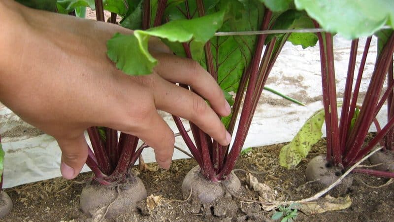 Beetroot grows poorly - how to feed it: determine the lack of microelements and select the best fertilizer composition