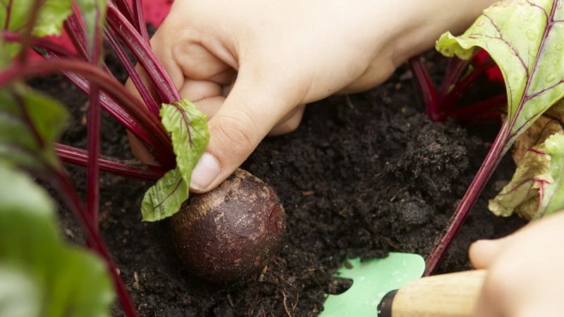 Beetroot grows poorly - how to feed it: determine the lack of microelements and select the best fertilizer composition