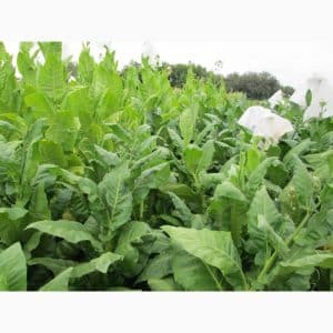 One of the best aromatic tobacco varieties - Dubek straight from Turkey