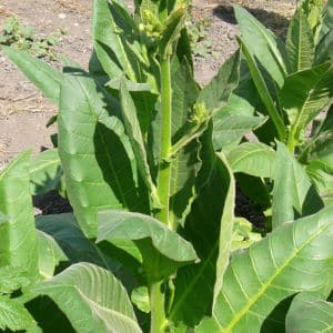 Fragrant and tasty Havana tobacco for lovers of Cuban cigars