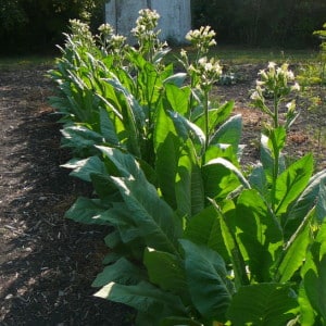Fragrant and tasty Havana tobacco for lovers of Cuban cigars