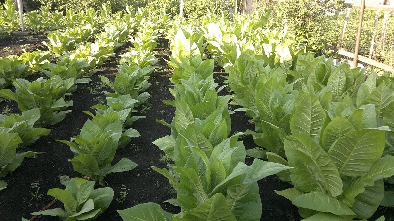The most popular Virginia tobacco variety for growing on site and at home
