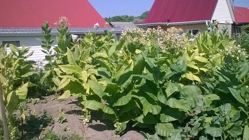 The most popular Virginia tobacco variety for growing on site and at home