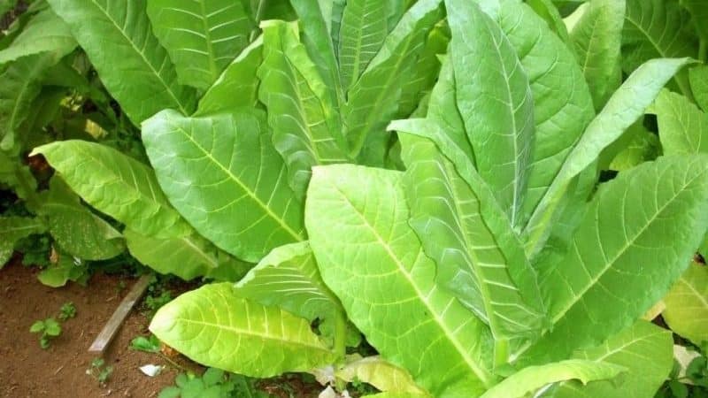 The most popular Virginia tobacco variety for growing on site and at home