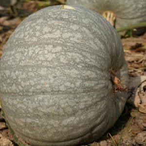 A healthy and tasty variety from Kuban breeders - Medicinal pumpkin: review of the variety and instructions for growing