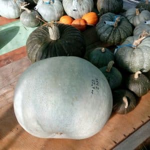 A healthy and tasty variety from Kuban breeders - Medicinal pumpkin: review of the variety and instructions for growing