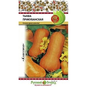 Mid-season and unpretentious muscat variety of Kuban pumpkin: what is good, and how to grow it correctly