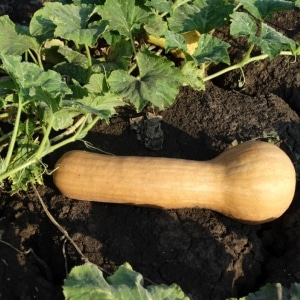 Mid-season and unpretentious muscat variety of Kuban pumpkin: what is good, and how to grow it correctly