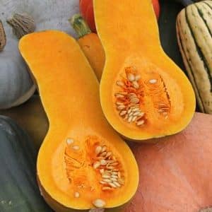 Mid-season and unpretentious muscat variety of Kuban pumpkin: what is good, and how to grow it correctly