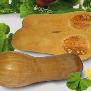 Mid-season and unpretentious muscat variety of Kuban pumpkin: what is good, and how to grow it correctly