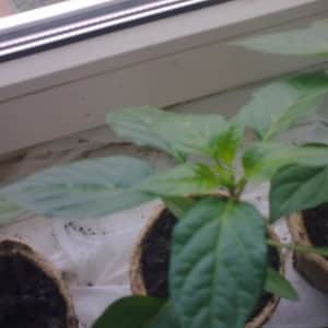 Pepper leaves are falling: what to do to save your plantings and prevent problems