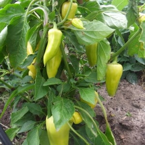 Pepper leaves are falling: what to do to save your plantings and prevent problems