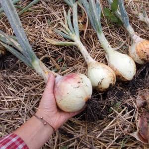 Harvesting and storing onions: when is it time to dig them out of the garden?