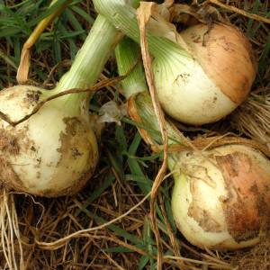 Harvesting and storing onions: when is it time to dig them out of the garden?