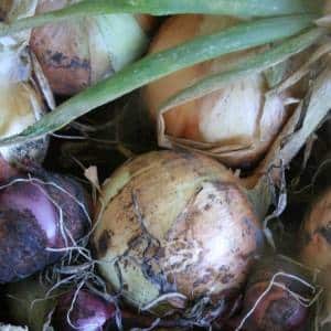 Harvesting and storing onions: when is it time to dig them out of the garden?