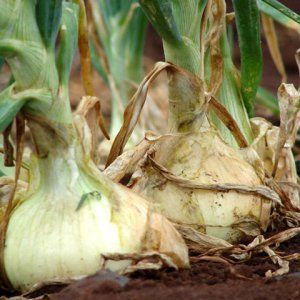Harvesting and storing onions: when is it time to dig them out of the garden?