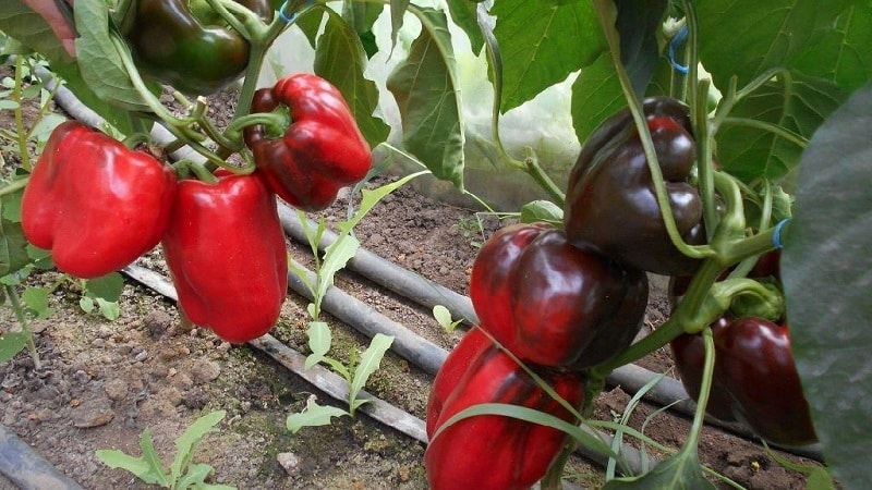 Caring for and growing peppers in a greenhouse: step-by-step instructions for beginning gardeners