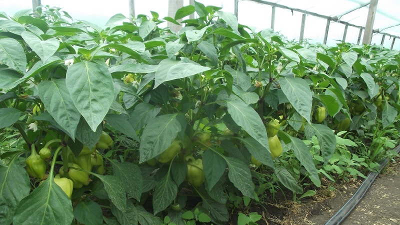 Caring for and growing peppers in a greenhouse: step-by-step instructions for beginning gardeners