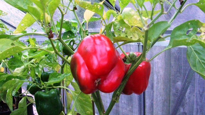 Caring for and growing peppers in a greenhouse: step-by-step instructions for beginning gardeners