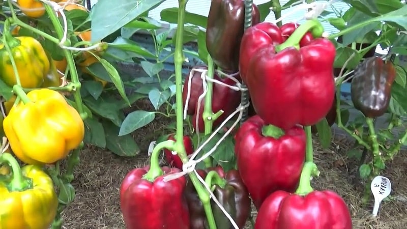 Caring for and growing peppers in a greenhouse: step-by-step instructions for beginning gardeners