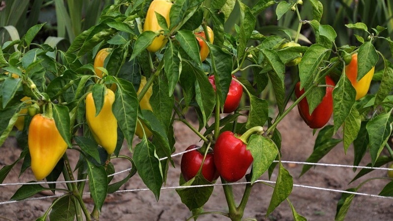 Caring for and growing peppers in a greenhouse: step-by-step instructions for beginning gardeners