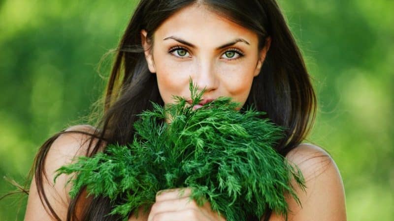 Dill for women: benefits for the body