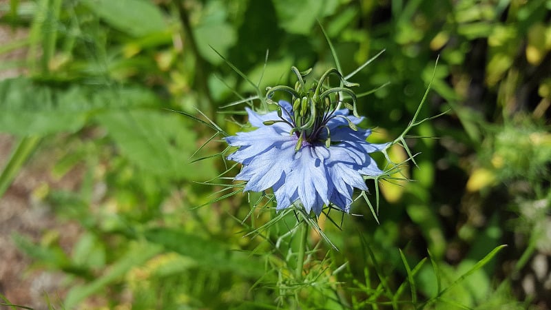 Are dill and caraway the same thing or not: let’s understand the issue and learn to distinguish between them
