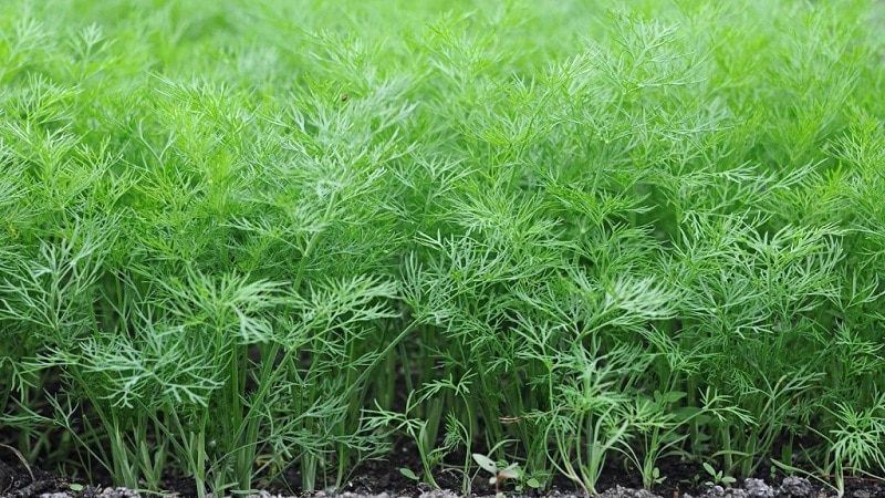 Are dill and caraway the same thing or not: let’s understand the issue and learn to distinguish between them
