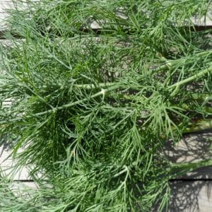 Recommendations for caring for and growing Kibray dill: how to protect against pests and properly harvest