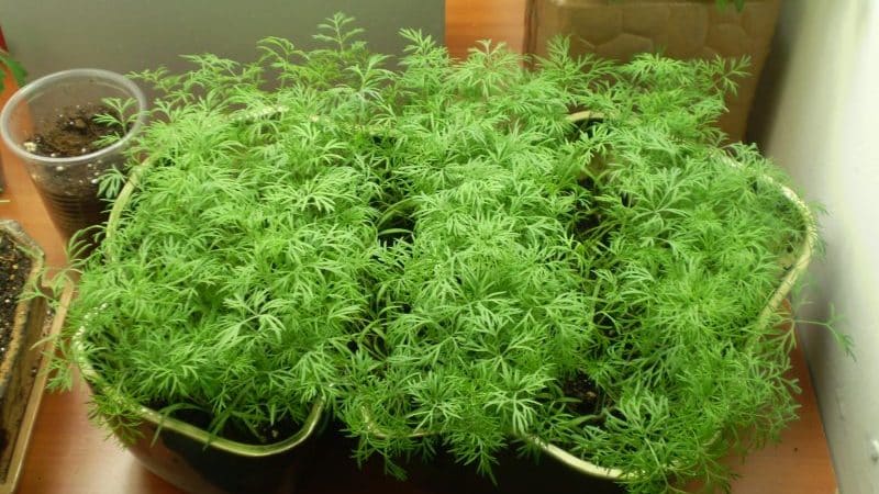 Recommendations for caring for and growing Kibray dill: how to protect against pests and properly harvest