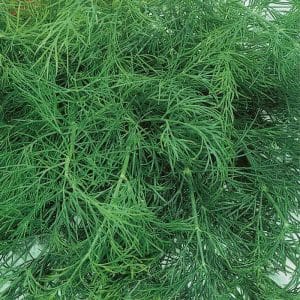 Recommendations for caring for and growing Kibray dill: how to protect against pests and properly harvest