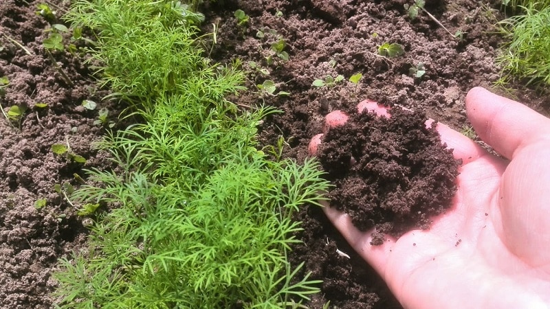 Dill grows poorly - what to feed for a good harvest and how to do it correctly