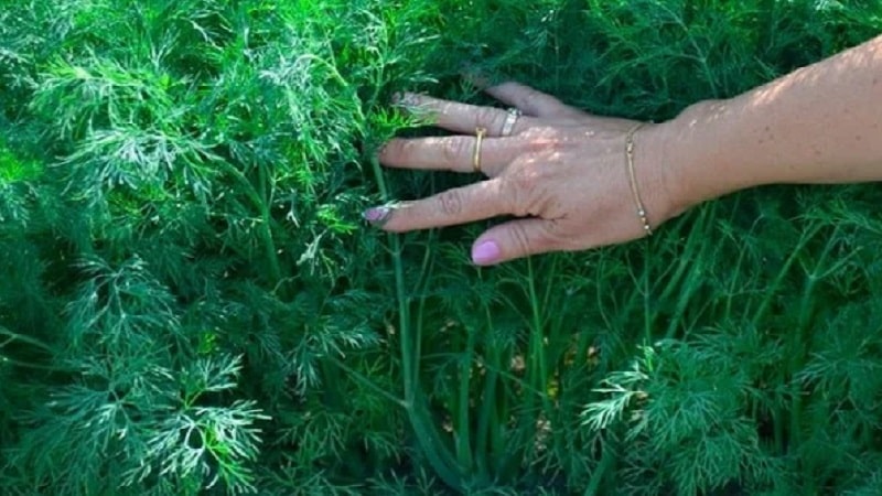 Dill grows poorly - what to feed for a good harvest and how to do it correctly