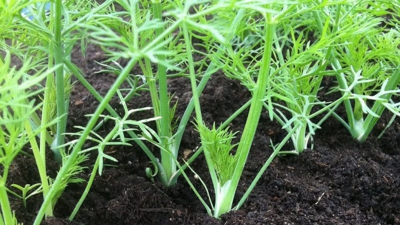 Dill grows poorly - what to feed for a good harvest and how to do it correctly