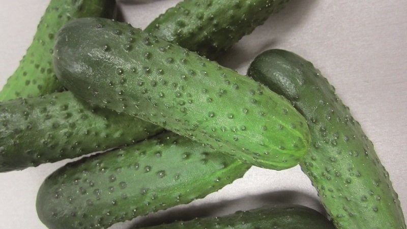 Yield hybrid of Mirabella cucumbers for greenhouses and open ground