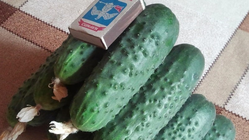 Yield hybrid of Mirabella cucumbers for greenhouses and open ground