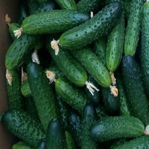 Yield hybrid of Mirabella cucumbers for greenhouses and open ground