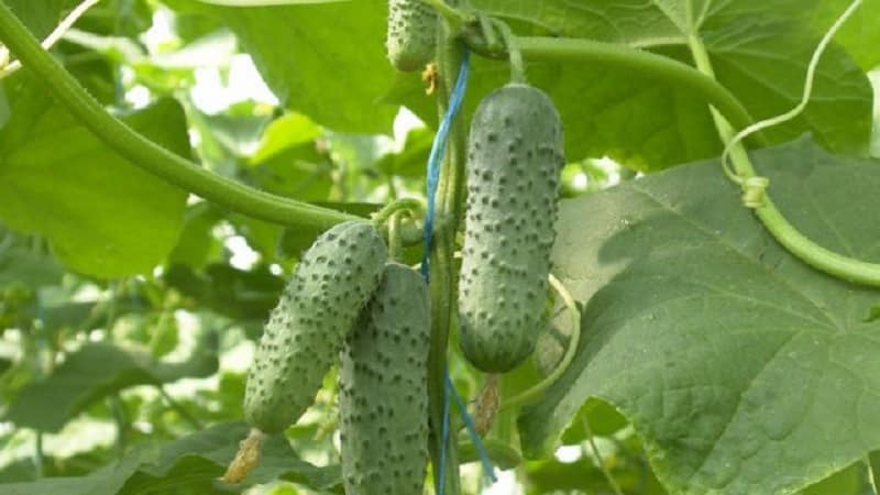 Yield hybrid of Mirabella cucumbers for greenhouses and open ground