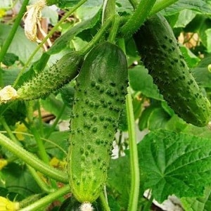Yield hybrid of Mirabella cucumbers for greenhouses and open ground