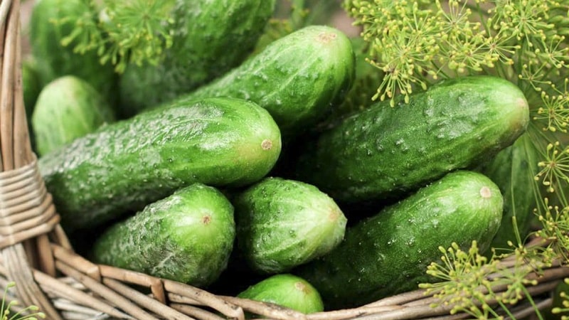 Yield hybrid of Mirabella cucumbers for greenhouses and open ground