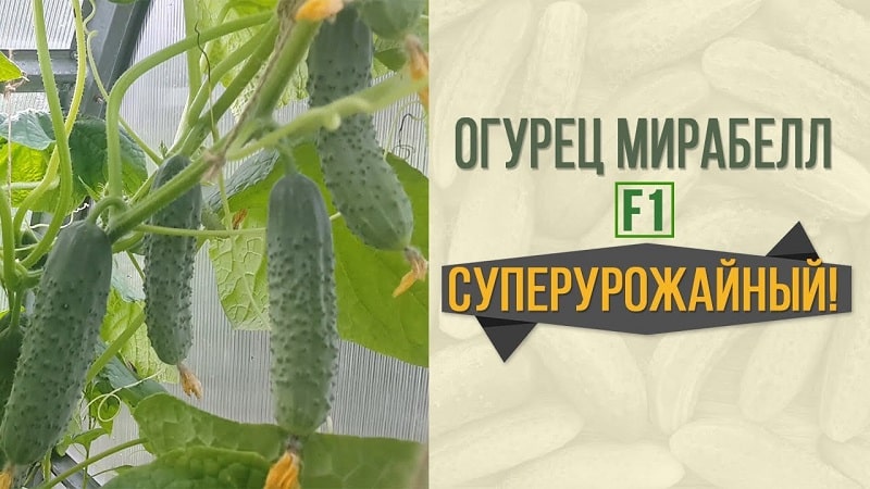 Yield hybrid of Mirabella cucumbers for greenhouses and open ground
